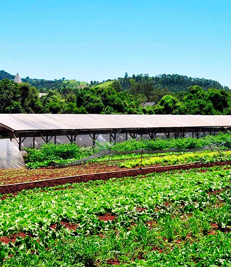 Horta da fazenda de Jurema Águas Quentes