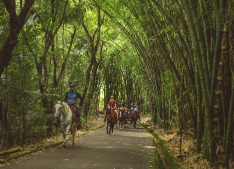 Passeio a cavalo entre bambus